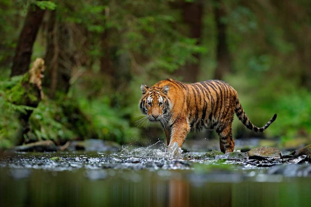 Wildlife Photography Tips - Siberian Tiger Walking in River Water